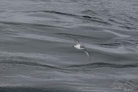 Antarctic Prion