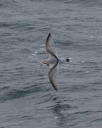 Antarctic Prion