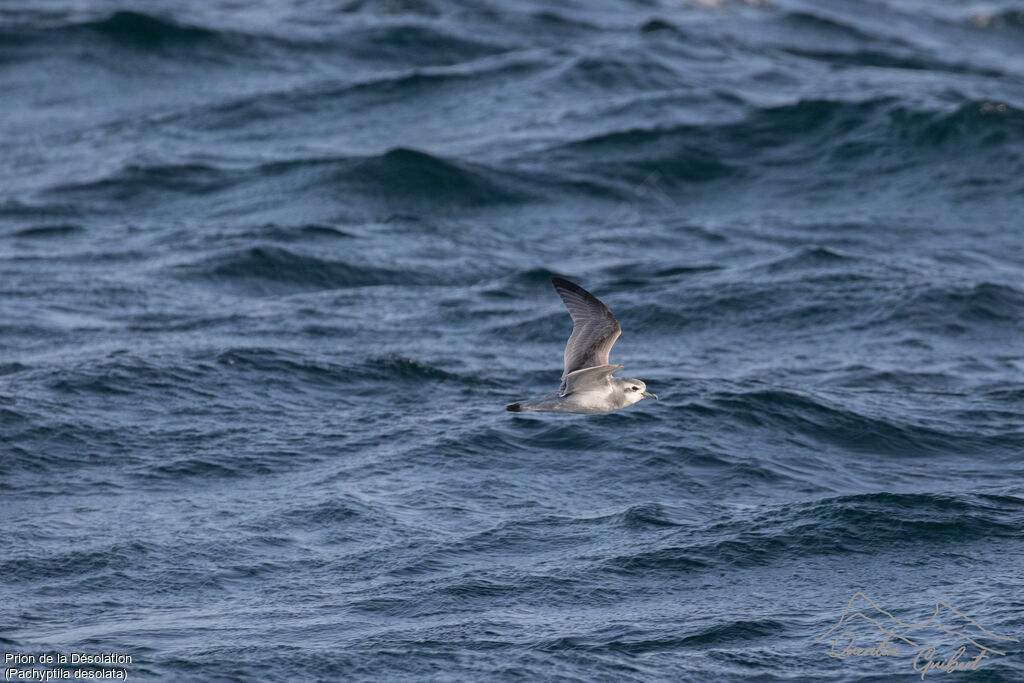 Antarctic Prion, Flight