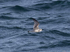 Antarctic Prion