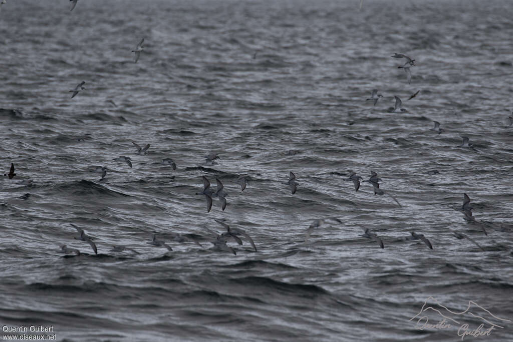 Antarctic Prion, habitat, Flight, Behaviour