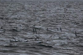 Antarctic Prion