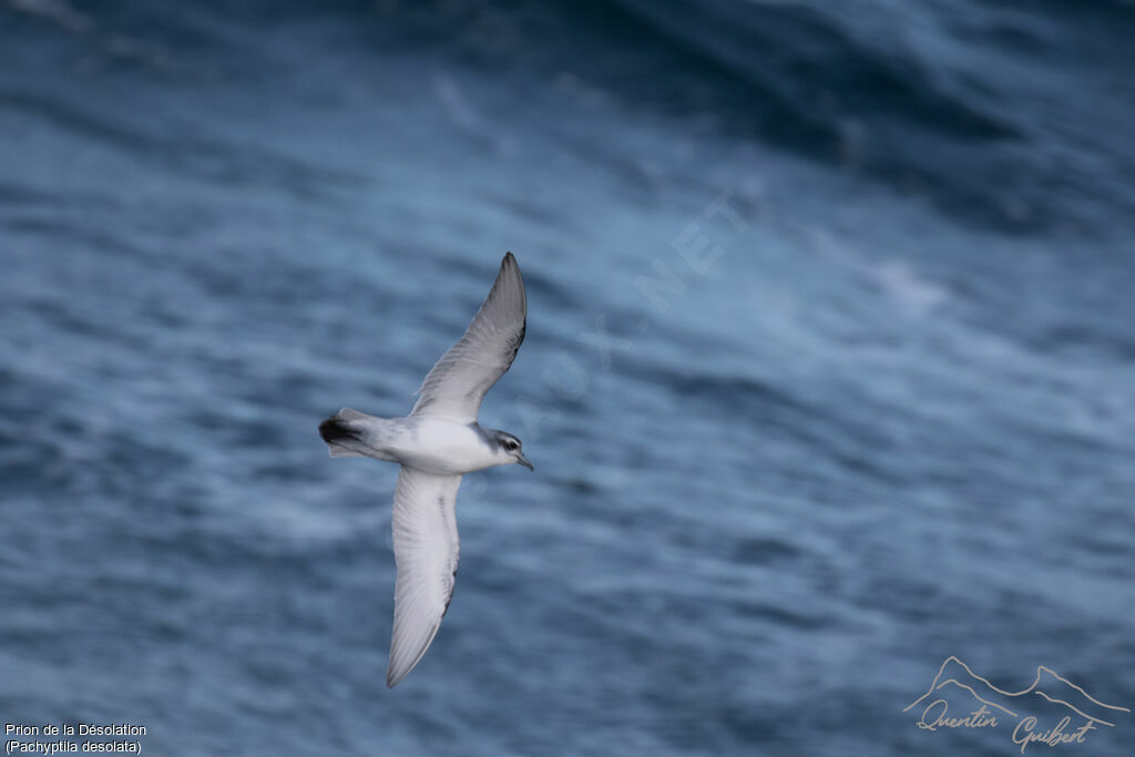 Antarctic Prion