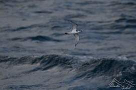 Antarctic Prion