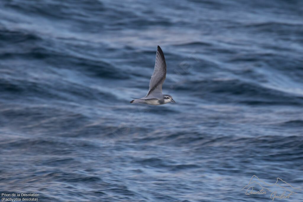 Antarctic Prion