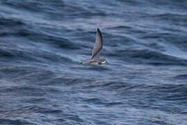 Antarctic Prion