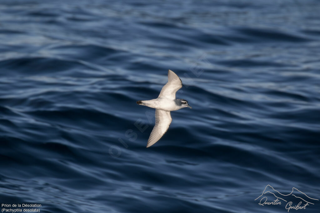 Antarctic Prion