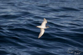 Antarctic Prion