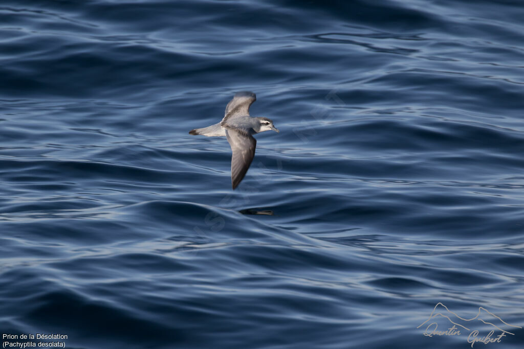 Antarctic Prion