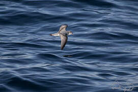 Antarctic Prion