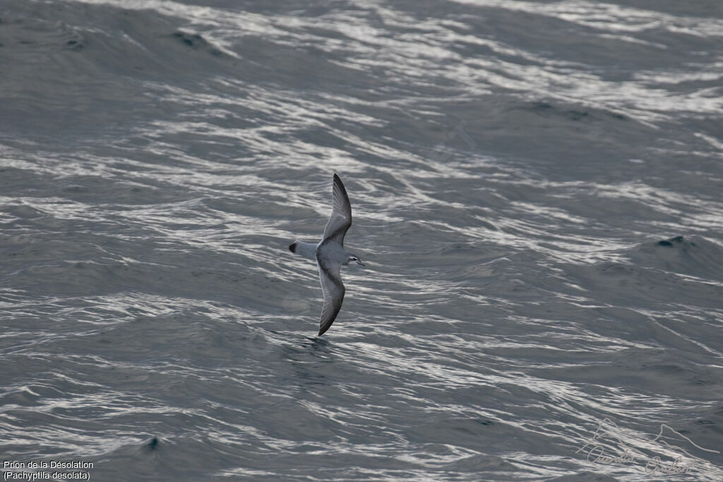 Antarctic Prion