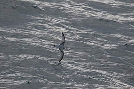 Antarctic Prion