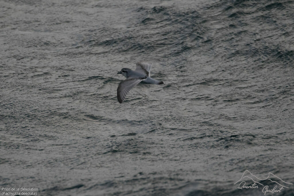 Antarctic Prion