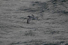 Antarctic Prion