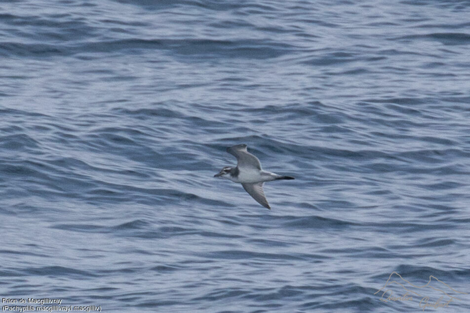 MacGillivray's Prion, identification, Flight