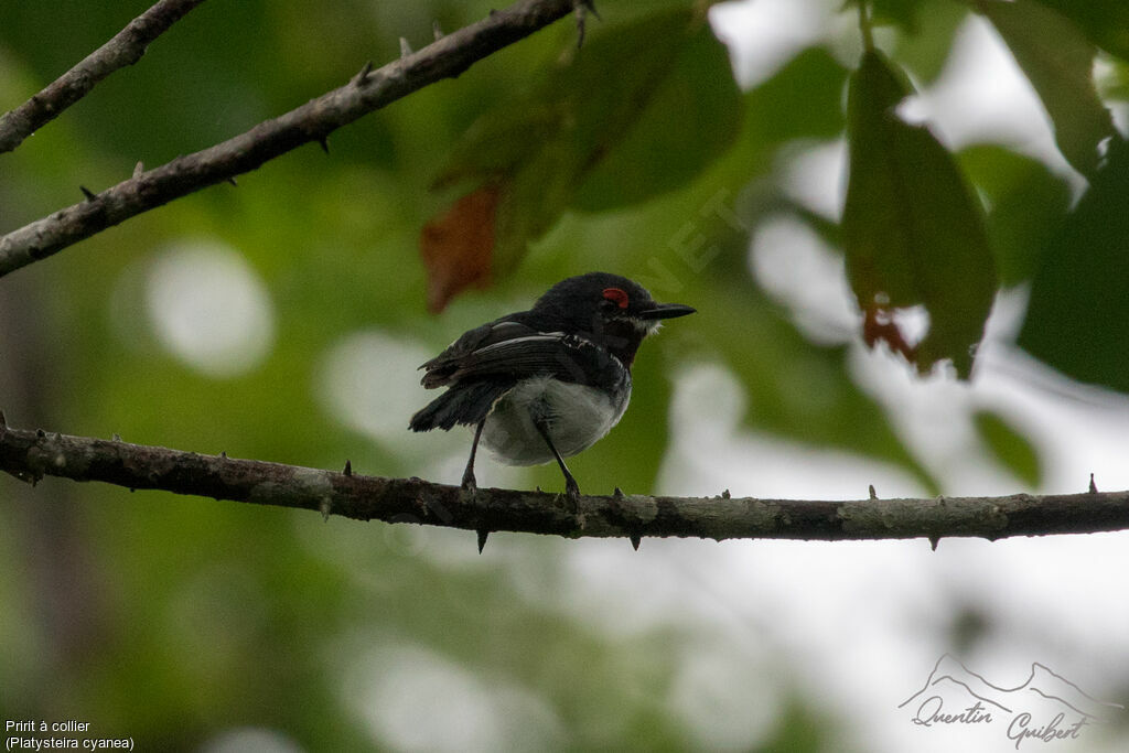 Brown-throated Wattle-eye female adult breeding