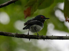 Brown-throated Wattle-eye