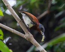 Chestnut Wattle-eye