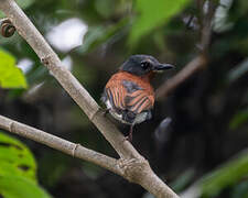 Chestnut Wattle-eye