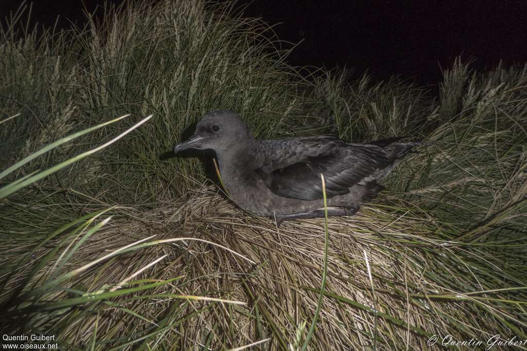 Short-tailed Shearwateradult, identification