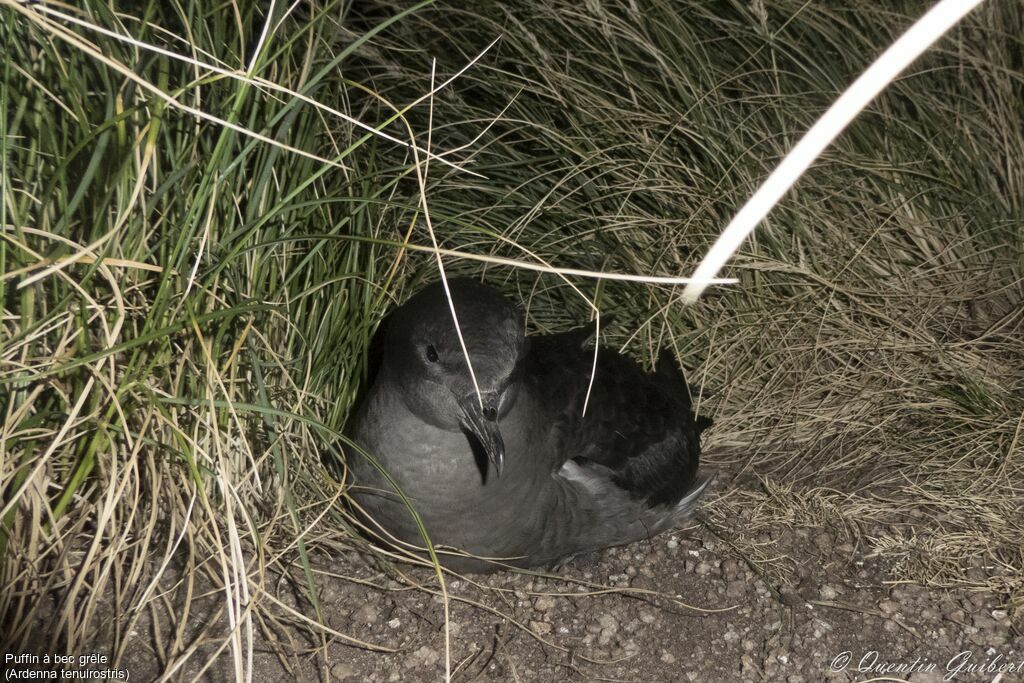 Puffin à bec grêleadulte