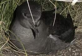 Short-tailed Shearwater