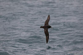 White-chinned Petrel