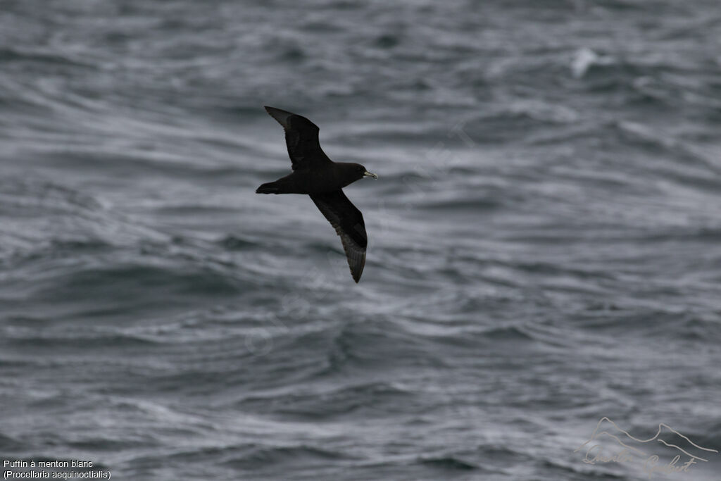 White-chinned Petrel