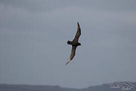 White-chinned Petrel