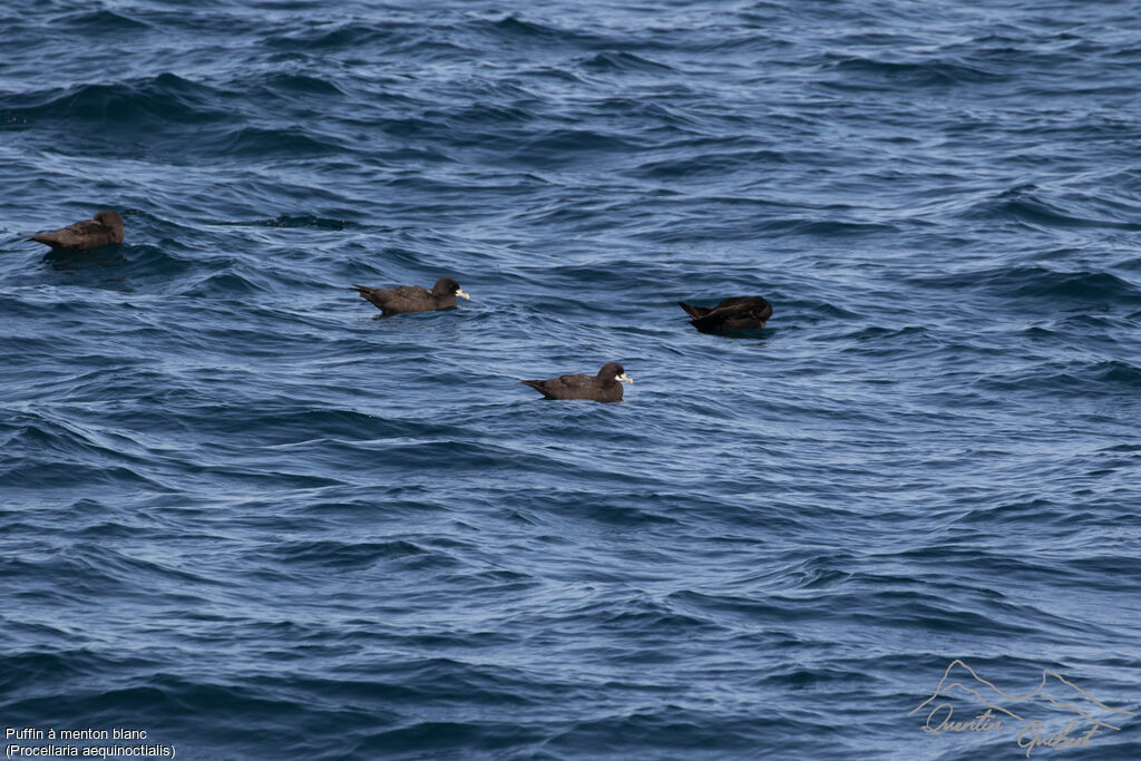 White-chinned Petrel