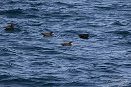 White-chinned Petrel