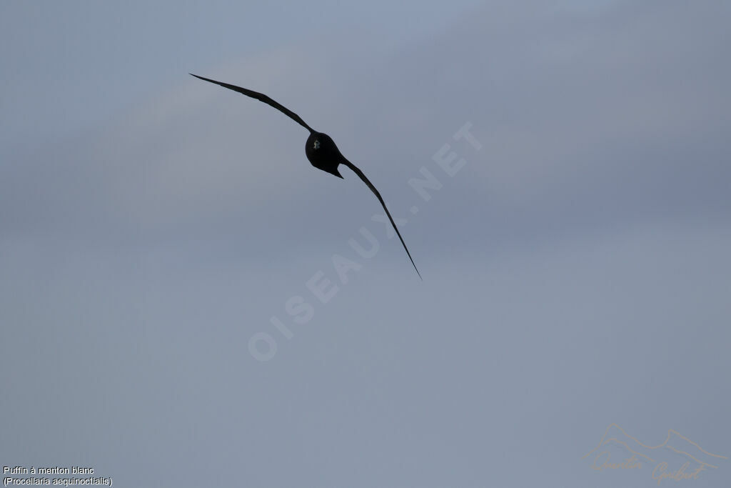 White-chinned Petrel