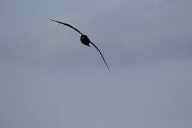 White-chinned Petrel