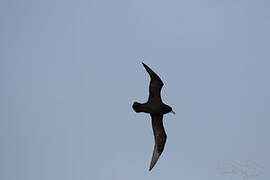 White-chinned Petrel