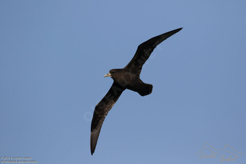 White-chinned Petrel