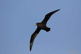 White-chinned Petrel