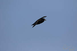 White-chinned Petrel