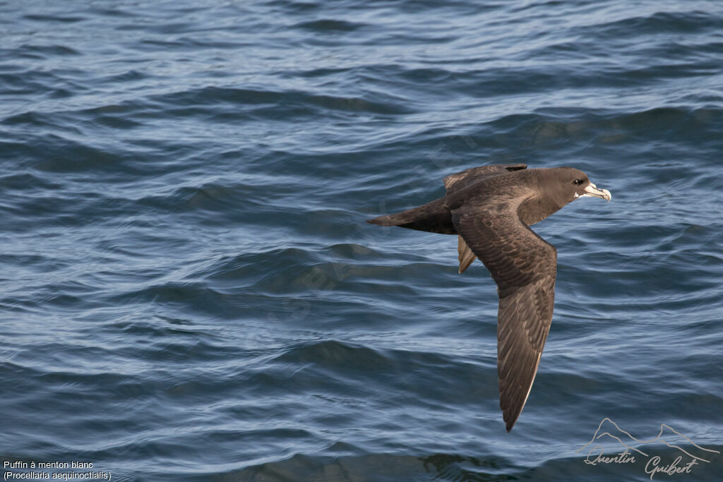 White-chinned Petrel