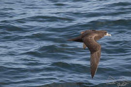 White-chinned Petrel