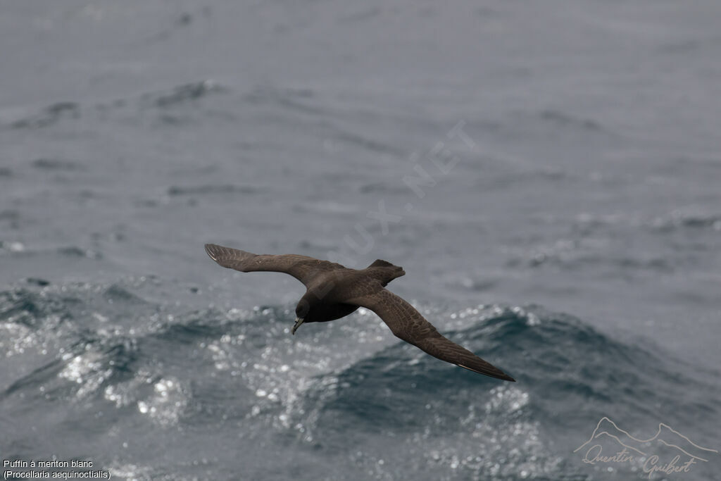 White-chinned Petrel, identification, Flight