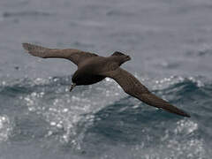 White-chinned Petrel