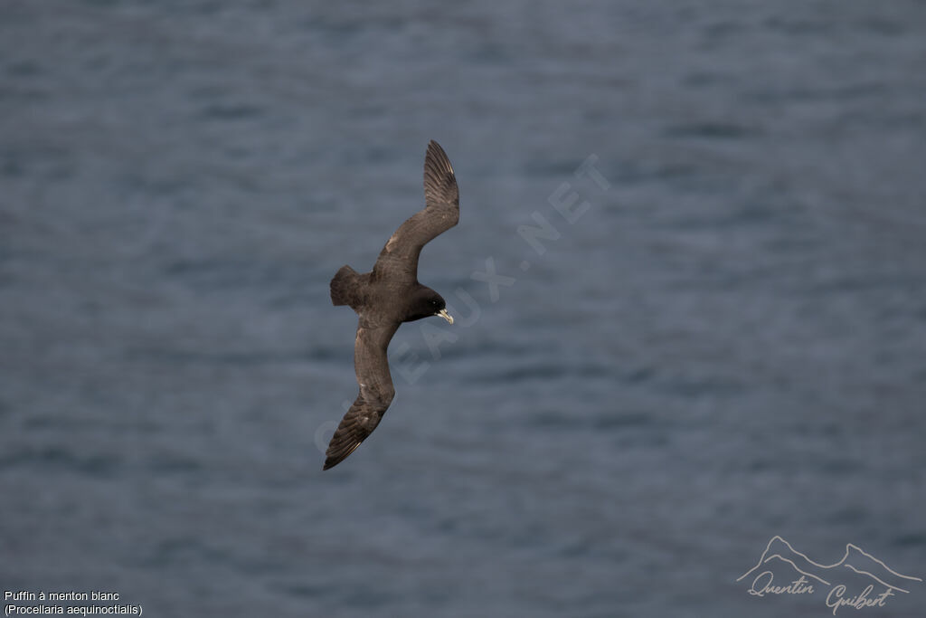 White-chinned Petrel