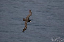 White-chinned Petrel