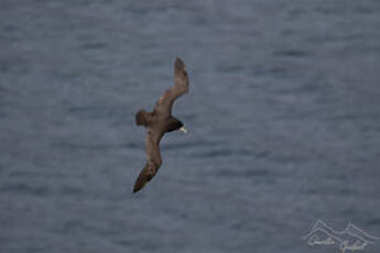 Puffin à menton blanc