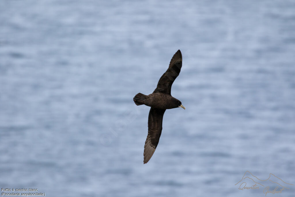 Puffin à menton blanc