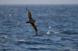 White-chinned Petrel