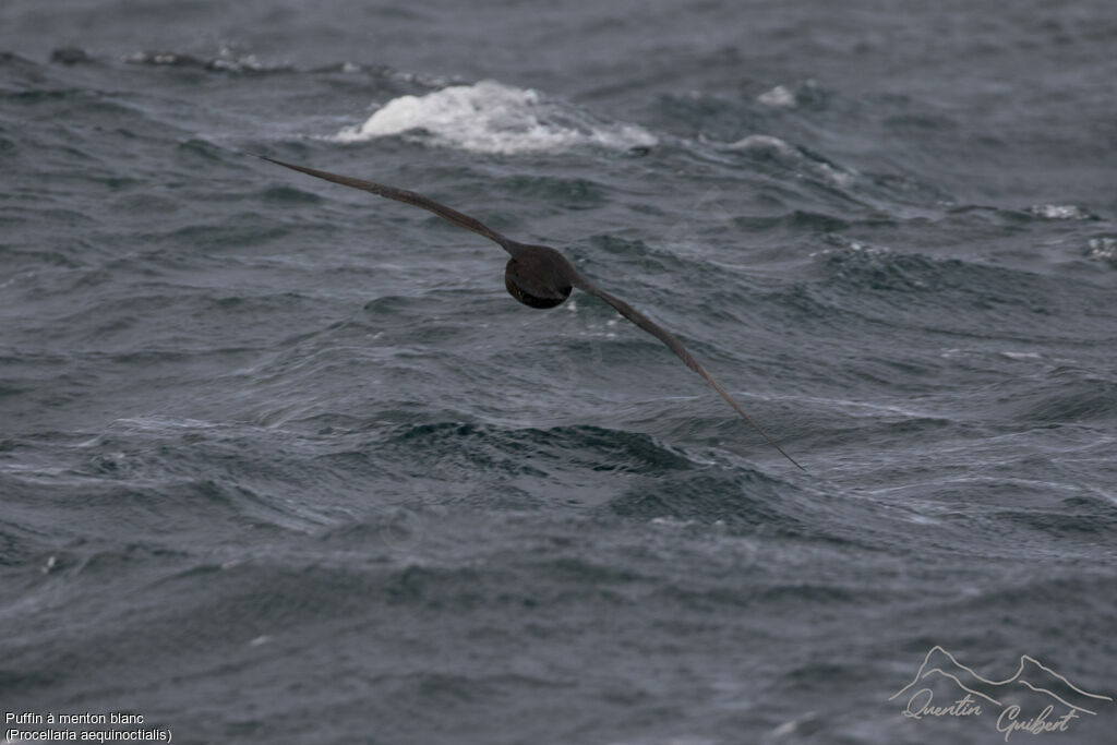 White-chinned Petrel