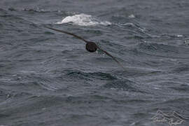 White-chinned Petrel