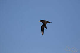 White-chinned Petrel