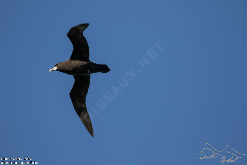 White-chinned Petrel